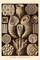Haeckel Nature Illustrations: Tetracoralla Coral - Sepia Tint Poster Print by Ernst Haeckel - Item # VARPDX449744